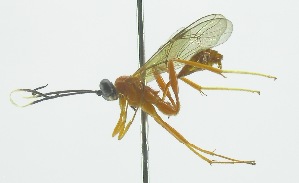  (Polycyrtus tinctipennis - INB0003995965)  @13 [ ] Copyright (2011) R.Zuniga INBio