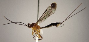  ( - INB0004029621)  @13 [ ] Copyright (2010) Ronald Zuniga Unspecified