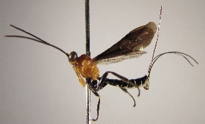  ( - INB0004029805)  @12 [ ] Copyright (2010) Ronald Zuniga Unspecified