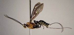  ( - INB0004048303)  @12 [ ] Copyright (2010) Ronald Zuniga Unspecified