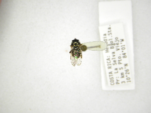  (Trichopsomyia spp - INB0003032929)  @12 [ ] Copyright (2012) M. Zumbado Instituto Nacional de Biodiversidad