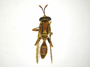  (Monoceromyia - INB0003050723)  @14 [ ] Copyright (2012) M. Zumbado Instituto Nacional de Biodiversidad