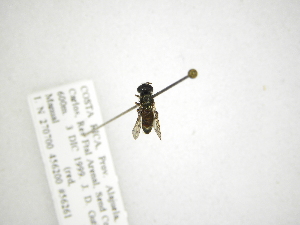  (Trichopsomyia CR-B - INB0003075913)  @11 [ ] Copyright (2012) M. Zumbado Instituto Nacional de Biodiversidad