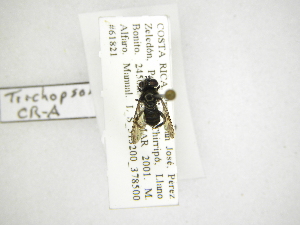  (Trichopsomyia sp. A - INB0003157191)  @12 [ ] Copyright (2012) M. Zumbado Instituto Nacional de Biodiversidad
