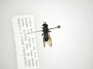  (Trichopsomyia sp. D - INB0003157785)  @13 [ ] Copyright (2012) M. Zumbado Instituto Nacional de Biodiversidad