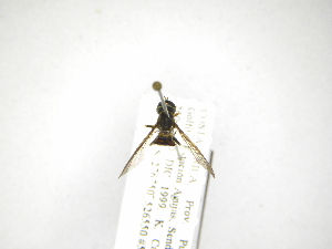  (Toxomerus flaviplurus - INB0003164895)  @13 [ ] Copyright (2012) M. Zumbado Instituto Nacional de Biodiversidad