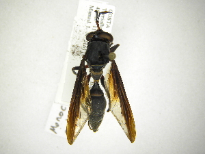  (Monoceromyia rubrobrunnea - INB0003176225)  @11 [ ] Copyright (2012) M. Zumbado Instituto Nacional de Biodiversidad