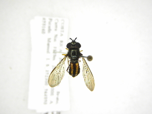  (Argentinomyia CR-10 - INB0003311458)  @14 [ ] Copyright (2012) M. Zumbado Instituto Nacional de Biodiversidad