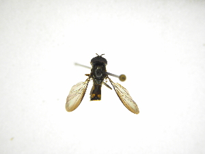  (Argentinomyia CR-15 - INB0003332486)  @13 [ ] Copyright (2012) M. Zumbado Instituto Nacional de Biodiversidad