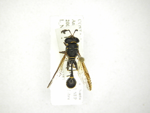  (Polybiomyia pedicellata - INB0003387909)  @14 [ ] Copyright (2012) M. Zumbado Instituto Nacional de Biodiversidad