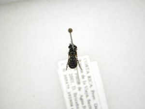  (Trichopsomyia sp. C - INB0003410936)  @13 [ ] Copyright (2012) M. Zumbado Instituto Nacional de Biodiversidad