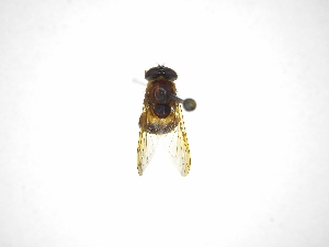  ( - INB0003702494)  @11 [ ] Copyright (2012) M. Zumbado Instituto Nacional de Biodiversidad