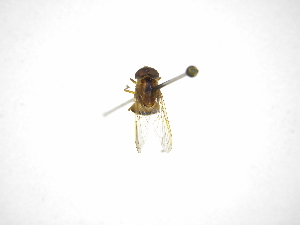  ( - INB0003702831)  @11 [ ] Copyright (2012) M. Zumbado Instituto Nacional de Biodiversidad
