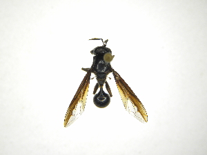  (Polybiomyia schwarzi - INB0003710165)  @13 [ ] Copyright (2012) M. Zumbado Instituto Nacional de Biodiversidad