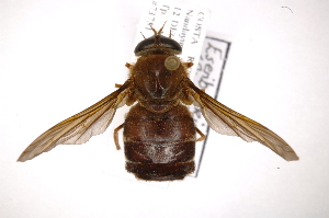  (Esenbeckia minor - INB0003717723)  @15 [ ] Copyright (2012) M. Zumbado Instituto Nacional de Biodiversidad