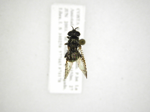  (Trichopsomyia sp - INB0003724563)  @12 [ ] Copyright (2012) M. Zumbado Instituto Nacional de Biodiversidad