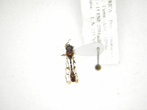  (Leucopodella CR-2 - INB0003810978)  @11 [ ] Copyright (2012) M. Zumbado Instituto Nacional de Biodiversidad