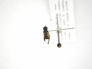  (Toxomerus anthrax - INB0003845768)  @12 [ ] Copyright (2012) M. Zumbado Instituto Nacional de Biodiversidad