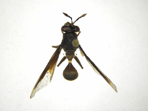  (Polybiomyia nigra - INB0003879838)  @13 [ ] Copyright (2012) M. Zumbado Instituto Nacional de Biodiversidad