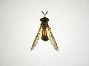  (Aristosyrphus samperi - INB0003944118)  @11 [ ] Copyright (2012) M. Zumbado Instituto Nacional de Biodiversidad