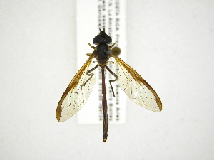  (Salpingogaster stigmatipennis - INB0003966731)  @15 [ ] Copyright (2012) M. Zumbado Instituto Nacional de Biodiversidad