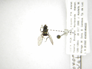  (Toxomerus ovatus - INB0003977321)  @13 [ ] Copyright (2012) M. Zumbado Instituto Nacional de Biodiversidad