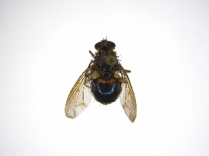  ( - INB0004011321)  @13 [ ] Copyright (2012) J. Vargas Instituto Nacional de Biodiversidad