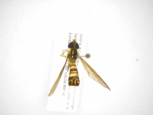  (Ocyptamus CR-25 - INB0004011468)  @13 [ ] Copyright (2012) M. Zumbado Instituto Nacional de Biodiversidad