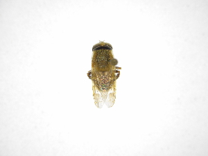  ( - INB0004011503)  @11 [ ] Copyright (2012) M. Zumbado Instituto Nacional de Biodiversidad