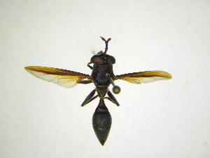  (Monoceromyia sp - INB0004201531)  @13 [ ] Copyright (2012) M. Zumbado Instituto Nacional de Biodiversidad
