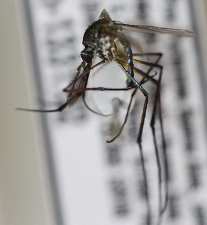  (Toxorhynchites haemorrhoidalis - INB0004319203)  @13 [ ] Copyright (2012) L.G. Chaverri Instituto Nacional de Biodiversidad