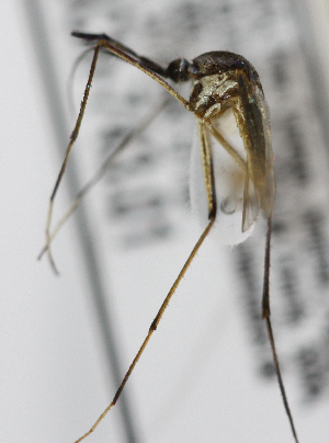  ( - INB0004319231)  @11 [ ] Copyright (2012) L.G. Chaverri Instituto Nacional de Biodiversidad