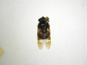  ( - INBIOCRI000400486)  @11 [ ] Copyright (2012) M. Zumbado Instituto Nacional de Biodiversidad