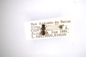  (Panacris protrudens - INBIOCRI000457116)  @11 [ ] Copyright (2012) M. Zumbado Instituto Nacional de Biodiversidad