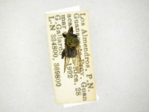  (Lepidomyia 76-23 - INBIOCRI000614031)  @11 [ ] Copyright (2012) M. Zumbado Instituto Nacional de Biodiversidad