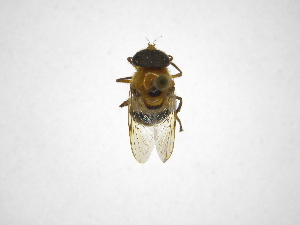  ( - INBIOCRI000680952)  @11 [ ] Copyright (2012) M. Zumbado Instituto Nacional de Biodiversidad