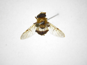  ( - INBIOCRI000906334)  @11 [ ] Copyright (2012) M. Zumbado Instituto Nacional de Biodiversidad