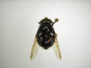  (Copestylum gibberum B - INBIOCRI001208789)  @11 [ ] Copyright (2012) M. Zumbado Instituto Nacional de Biodiversidad