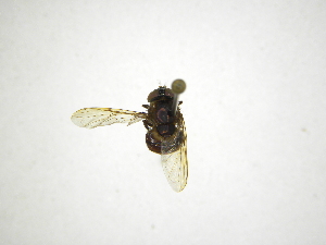  ( - INBIOCRI001745749)  @11 [ ] Copyright (2012) M. Zumbado Instituto Nacional de Biodiversidad