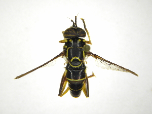  (Spilomyia pleuralis - INBIOCRI001794359)  @11 [ ] Copyright (2012) M. Zumbado Instituto Nacional de Biodiversidad