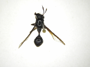  (Polybiomyia bergrothi - INBIOCRI001794447)  @13 [ ] Copyright (2012) M. Zumbado Instituto Nacional de Biodiversidad