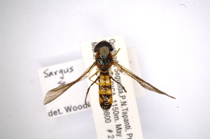  (Hermetia flavipes - INBIOCRI001820058)  @11 [ ] Copyright (2012) M. Zumbado Instituto Nacional de Biodiversidad