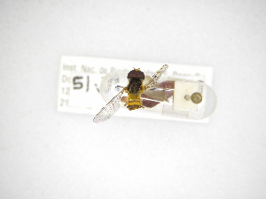  ( - INBIOCRI001938832)  @12 [ ] Copyright (2012) M. Zumbado Instituto Nacional de Biodiversidad