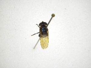  ( - INBIOCRI001954042)  @11 [ ] Copyright (2012) M. Zumbado Instituto Nacional de Biodiversidad