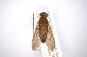  ( - INBIOCRI001991444)  @11 [ ] Copyright (2012) M. Zumbado Instituto Nacional de Biodiversidad