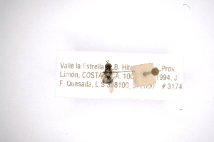  ( - INBIOCRI002004042)  @11 [ ] Copyright (2012) M. Zumbado Instituto Nacional de Biodiversidad