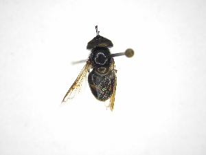  ( - INBIOCRI002015837)  @11 [ ] Copyright (2012) M. Zumbado Instituto Nacional de Biodiversidad