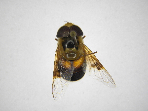  ( - INBIOCRI002017516)  @11 [ ] Copyright (2012) M. Zumbado Instituto Nacional de Biodiversidad