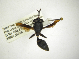  (Monoceromyia aff.facialis - INBIOCRI002079639)  @12 [ ] Copyright (2012) M. Zumbado Instituto Nacional de Biodiversidad