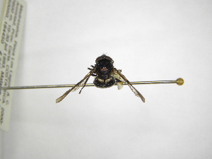  ( - INBIOCRI002079683)  @11 [ ] Copyright (2012) M. Zumbado Instituto Nacional de Biodiversidad